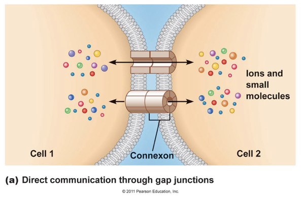 <p><span>for short-distance signaling in direct intercellular communication</span></p>