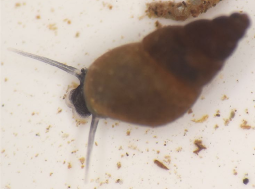 <p>A small mollusc with a pointed, spired shell that can be very abundant.</p>