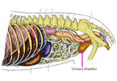 <p>in midline celiotomy, the bladder is in danger of being accidentally incised if urine has not been expelled prior to surgery.</p>