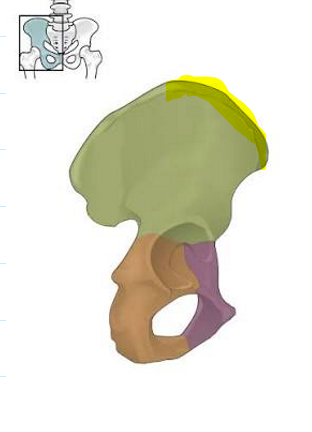 term image