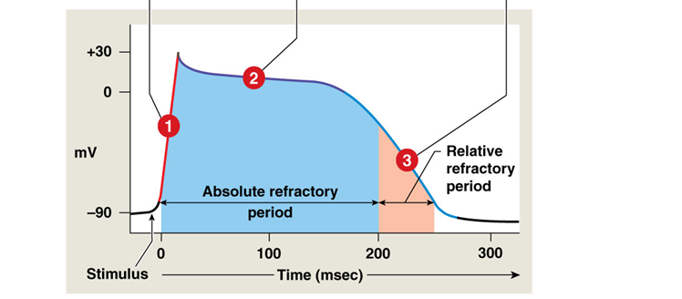<p>Step 1 of AP of Contractile Cell</p>
