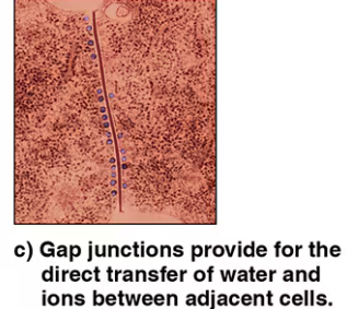 <p>Gap junction</p>