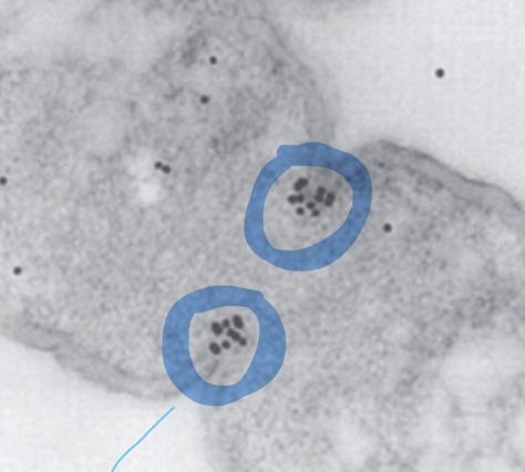 <p>why do we only see the FtsZ labels in 2 spots here?</p>