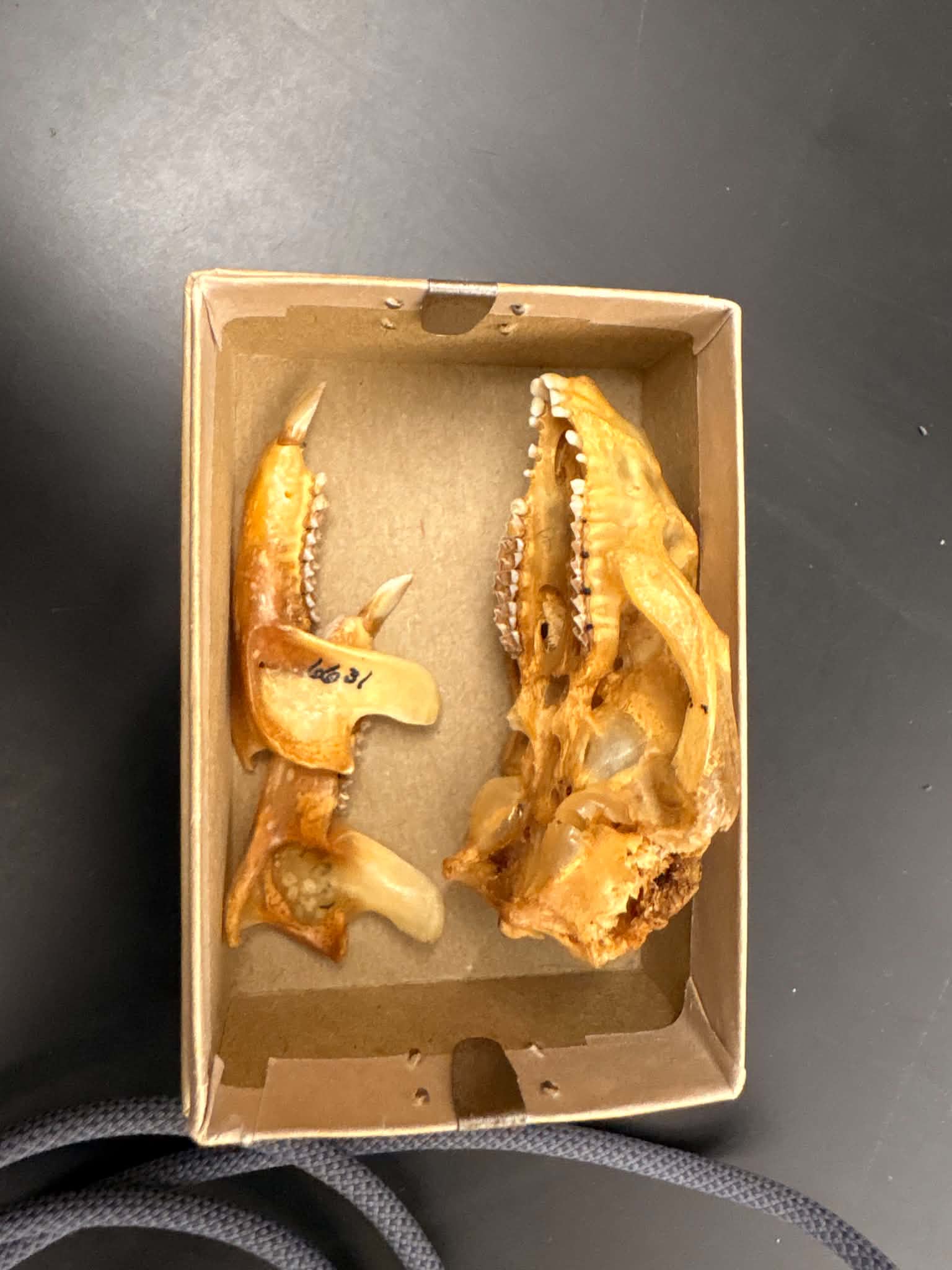 <p>Order: DIPROTODONTIA</p><p>Family: Pseudocheiridae</p>