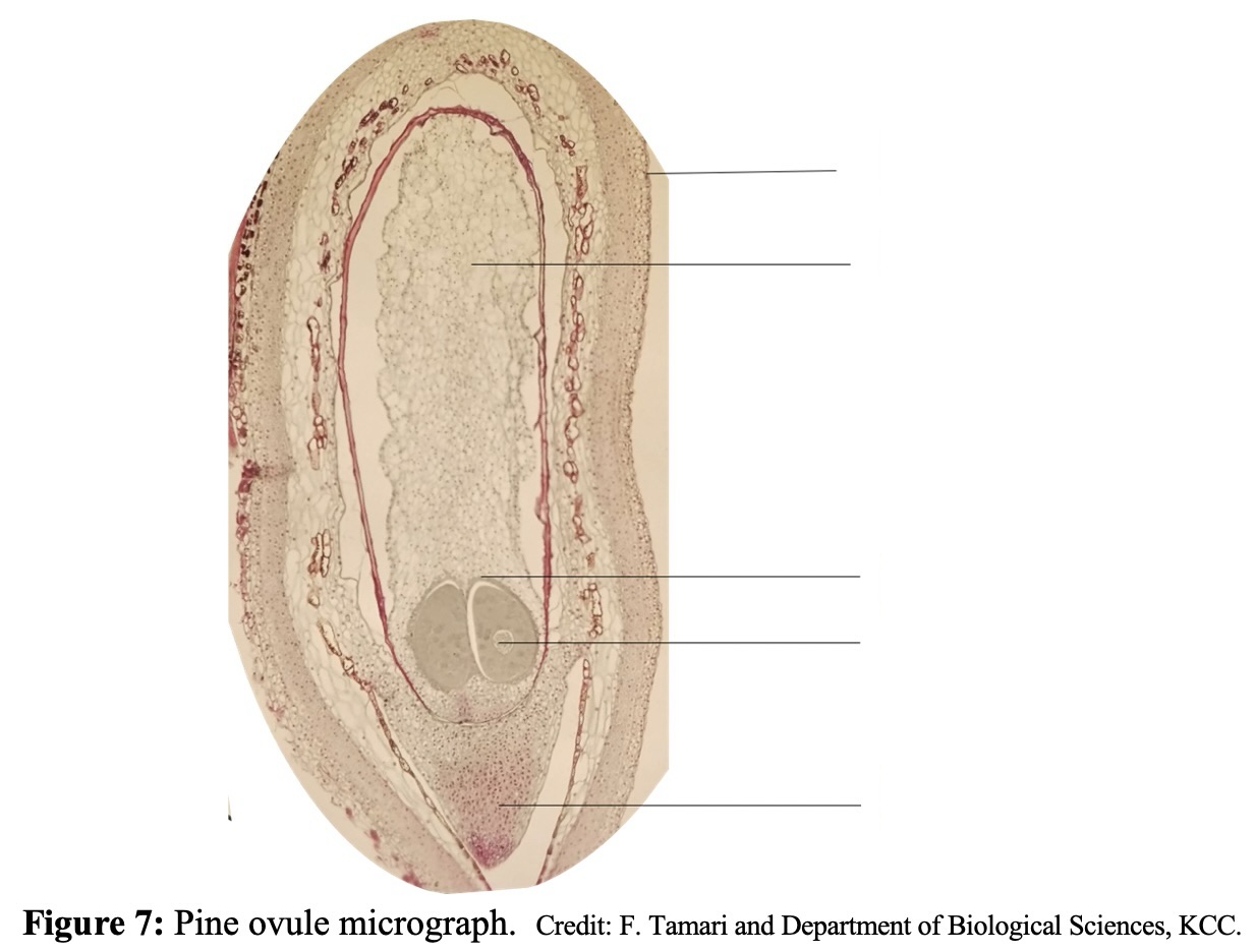 <p>Label the structures of a pine ovule.</p>