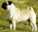 <p>welk type hond is dit</p>