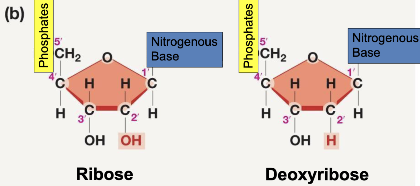 <p>What is the difference between the sugars in DNA and the sugars in RNA?</p>