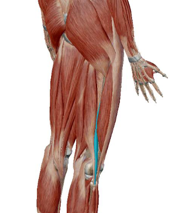 <p>what muscle is this</p>