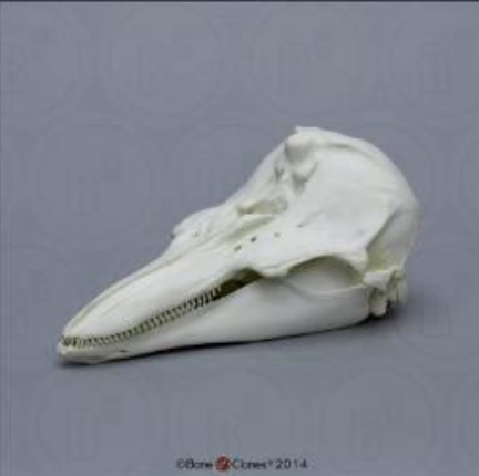 <p>Harbor Porpoise Skull (Cast) Specimen Fast Facts</p>