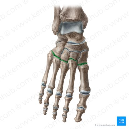 <p>What Joint?</p>