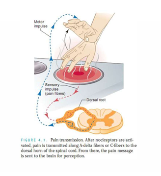 <ul><li><p>Along A‑delta and C‑fibres to the dorsal horn of the spinal cord</p></li></ul><p></p>
