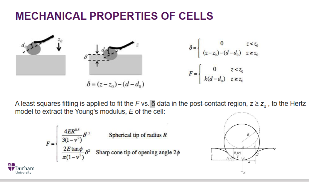 <p>A least squares fitting is applied to fit the F vs <span> δ data in the post-contact z>= z0, to the Hertz model to extract the Young’s modulus , E of the cell e.g. turn in a spherical shape to find the Force</span></p>