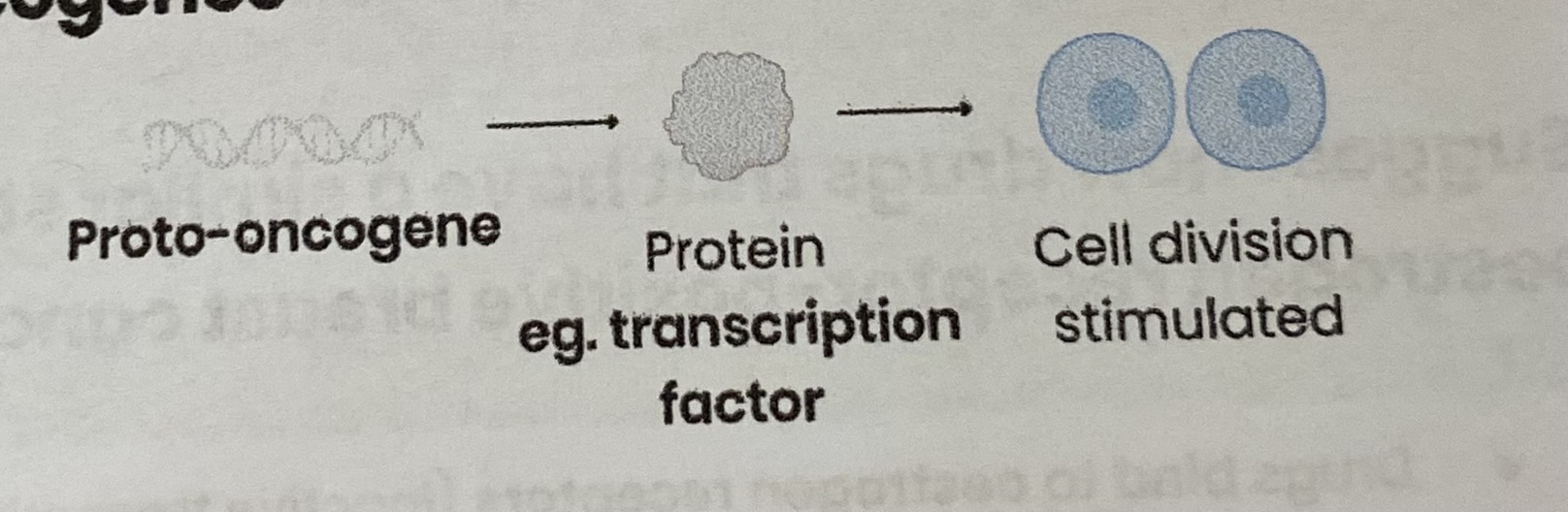 <p>Code for <strong>proteins</strong> tat <strong>stimulate </strong>cell division (e.g. through involvement in signalling pathways that control cell responses to growth factors)</p>