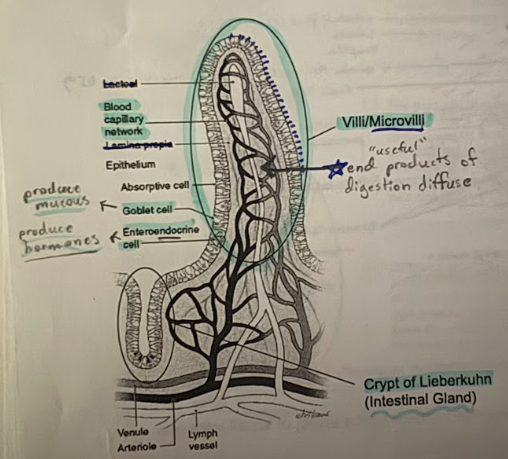 <p>(crypts of lieberkuhn)</p><ul><li><p>deep crevices w/in the mucosa line w/ glandular epithelium</p></li><li><p>secrete intestinal juices (peptidase, nucleases, and nucleotidases)</p></li></ul><p></p>