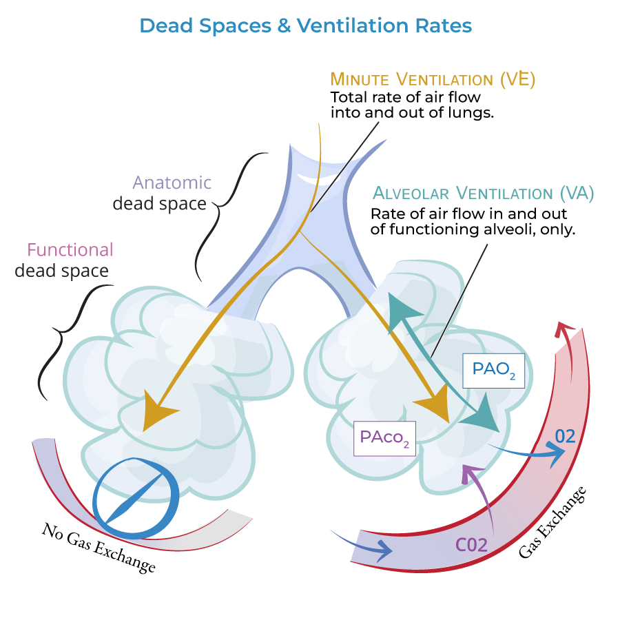 <p>important measure of the lungs ability to clear CO2 from &amp; deliver O2 to the tissues</p>