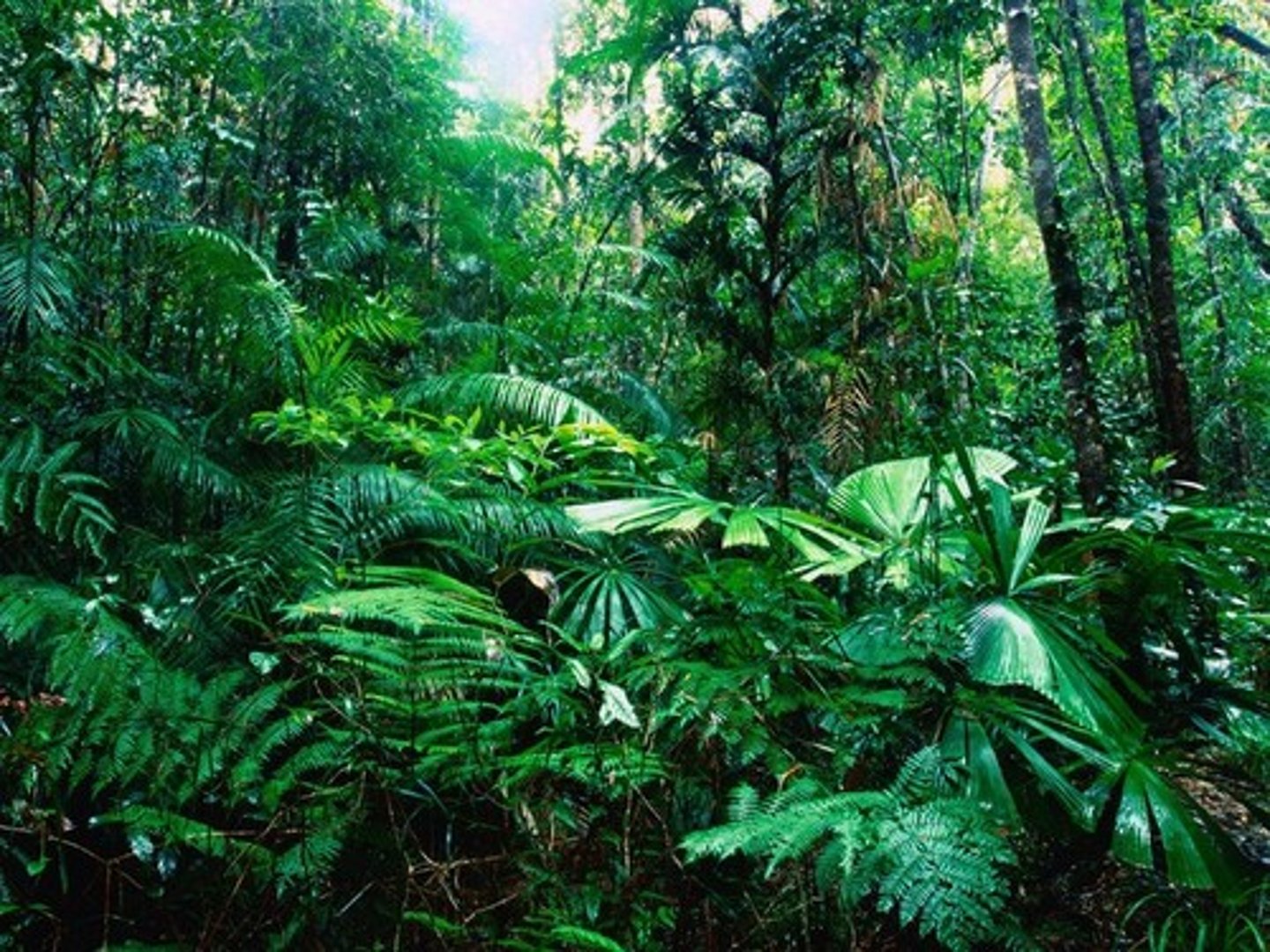 <p>A forest that receives heavy rainfall and is home to many different plants and animals.</p>