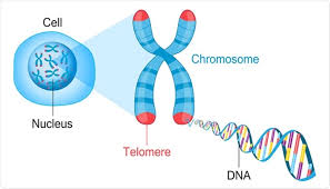 <p>The primary role of telomeres is to protect important genetic information from being lost during DNA replication</p>