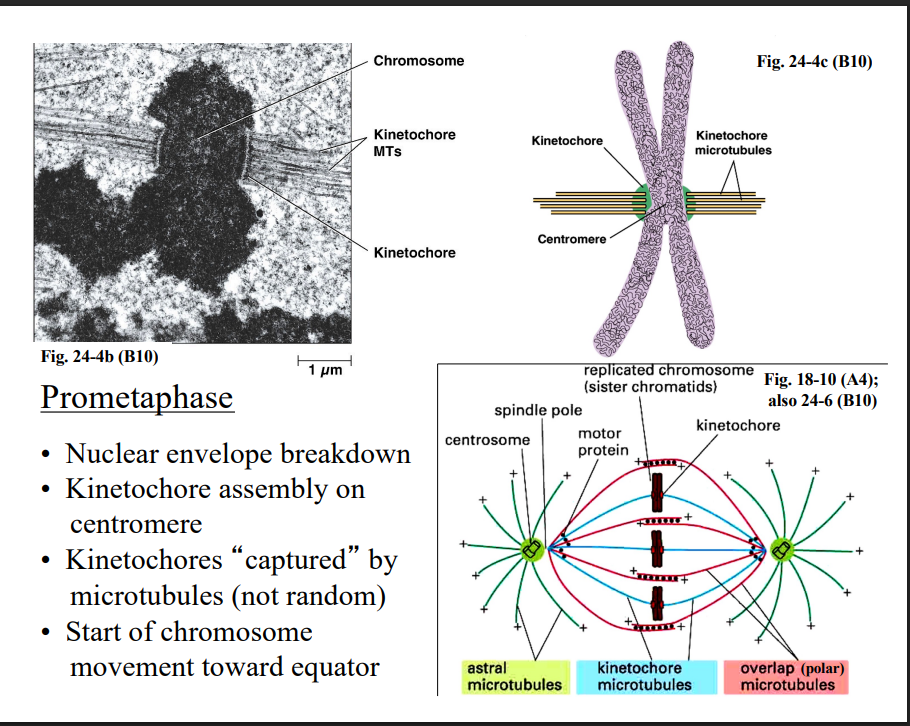 <p><span style="background-color: transparent;"><strong>Prometaphase</strong></span></p>