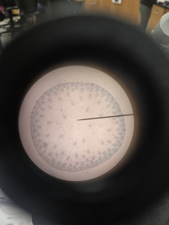 <ol><li><p>is this a monocot or a eudicot?</p></li><li><p>what structure is this?</p></li><li><p>what are the circles inside?</p></li></ol><p></p>
