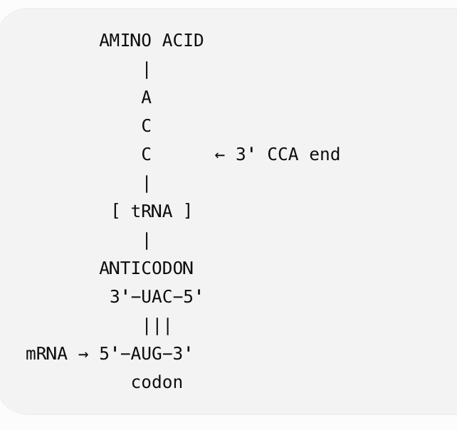 <ul><li><p>The adaptor molecule is the tuna, it is the adaptor between mrna codons and amino acids</p></li><li><p>Trna anticodon base-pairs antiparallel with the mrna codon</p></li><li><p>It has a ‘cloverleaf’ secondary structure</p></li><li><p>Amino acids covalently attached (esterified) to the 3’terminal adenosine (CCA end), so think of it like the 3’ end of every tuna ends in cca and the amino acid attaches to the last A. This is OF THE TRNA so what make it.</p></li><li><p>Esterified means when tRNA (empty) uses an atp to attach an amino acid onto it</p></li></ul><p class="p1">• ⁃ Each amino acid has one or more tRNA genes that encodes tRNAS used specifically for the amino acid (isoacceptors). So many codons make one amino acid</p><p class="p1"></p><p class="p1">ISOACCEPTORS:</p><ul><li><p>A different tRNA that carries the same amino acid</p></li></ul><p></p>