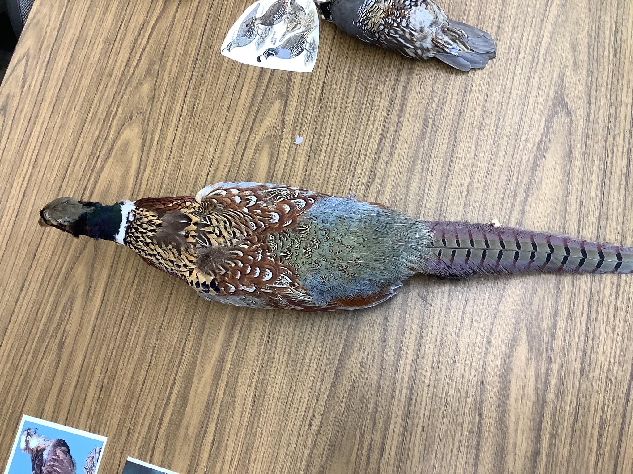 <p>Class Reptilia </p><p>Order Galliformes </p><p>Ring- Necked Pheasant </p><p></p>