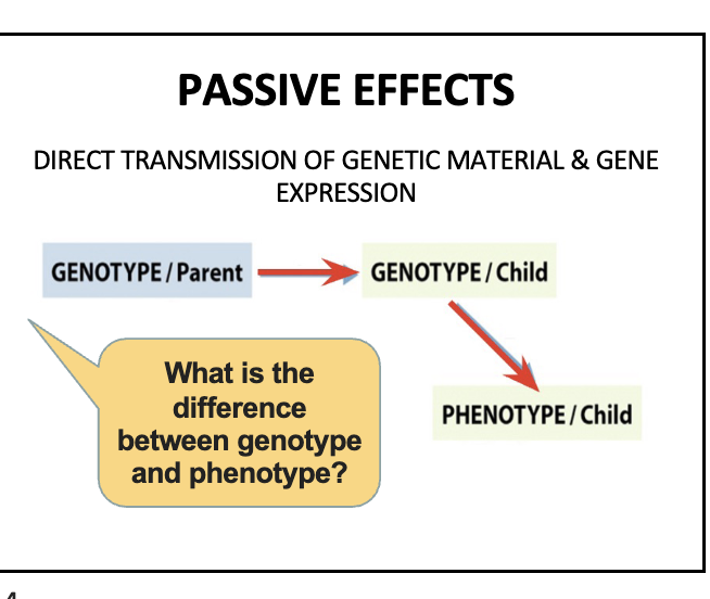 <p>parent genotype( parent has genes)——- passes some genes to child (child genotype)——- child phenotype (those genes contribute to child’s characteristics)</p>