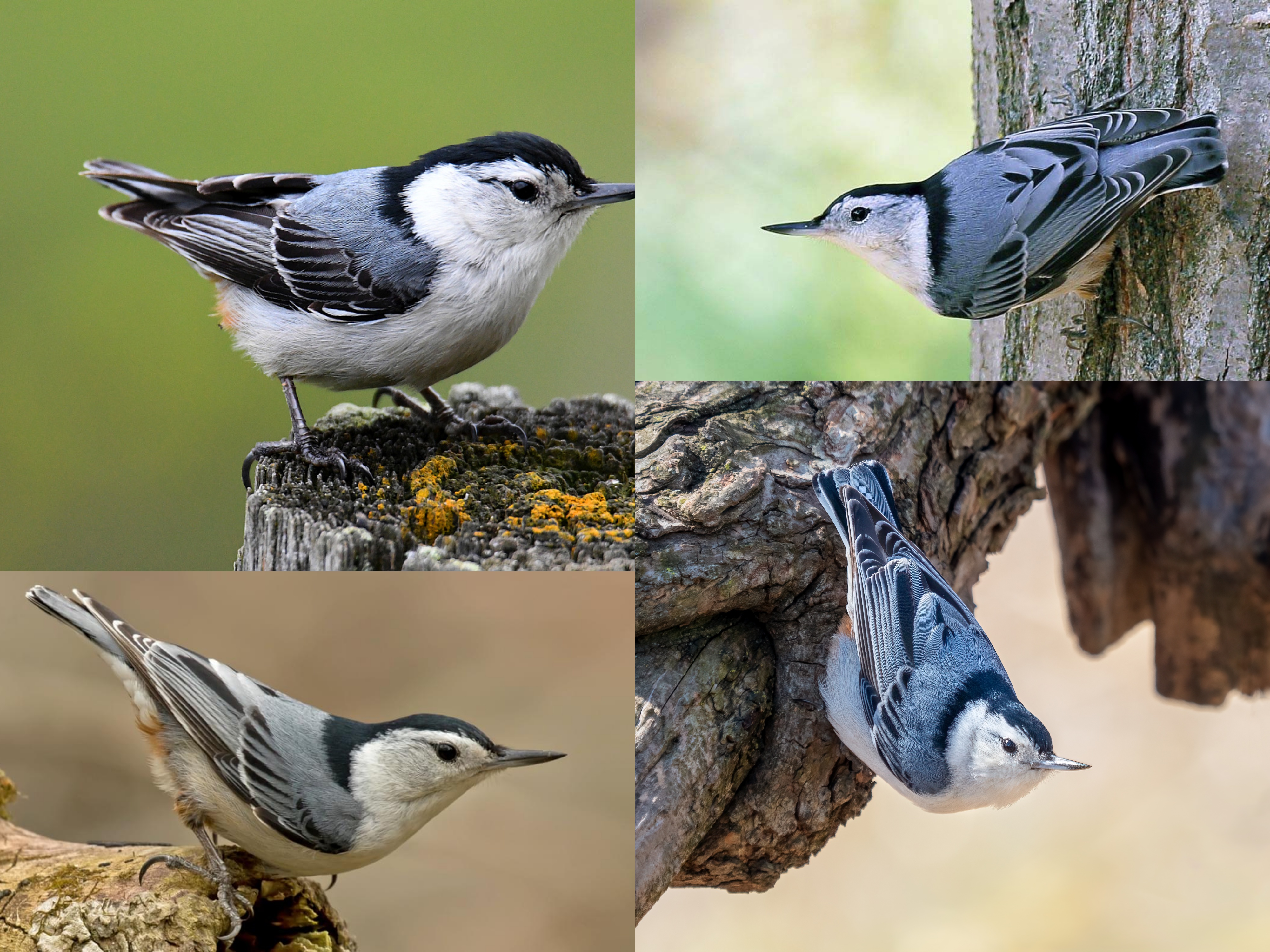 <p>Order: Passeriformes</p><p>Family: Sittidae</p><p>CN: White-breasted Nuthatch</p><p>Alpha Code: WBNU</p>