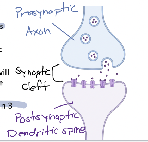 <p>Where axons meet dendritic spines </p><ul><li><p><strong>Post synaptic(Top) dendrites receive info from the presynaptic axon</strong></p></li></ul><p></p>
