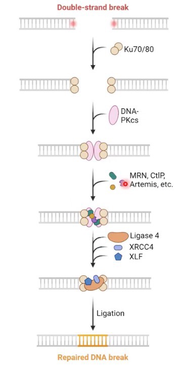 <p>A process used to repair double-strand breaks</p><p><strong>Non-Homologous End Joining (NHEJ)</strong> is the predominant mechanism in G0 and G1 (1.2, S28) for the repair of double-strand breaks in mammalian cells;<strong> Error prone repair</strong></p><p><strong>Ku70/80 </strong>complex binds loose ends of DNA</p><p><strong>PKcs</strong> is a kinase that initiates bridging of the broken ends</p><p>Other factors bind to and process the loose ends to produce an area of “micro-homology” (sticky ends): Exonuclease will remove bases (including damaged ones); DNA pol µ and λ add bases <strong>(Error prone terminal transferases)</strong>; Artemis endonuclease removes any overhanging flaps</p><p><strong>DNA ligase </strong>seals the nicks</p><p>Since only 1.5% of our genome encode for protein, the cell is willing to risk the error. If unlucky, NHEJ ends up destroying the protein or affecting transcription</p>