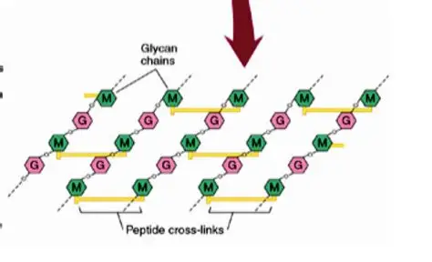 <p>a network of polysaccharide chains cross linked by short peptides that <strong>forms the rigid part of the bacterial cell walls</strong></p><ul><li><p>rigid bacterial cell wall made of sugar chains cross-linked by short peptides.</p></li><li><p><strong>provides strength</strong></p></li><li><p><strong>contains alternating glycans G and M, bound together in long strands</strong></p><ul><li><p>NAM and NAG alternate</p></li></ul></li></ul><p></p>