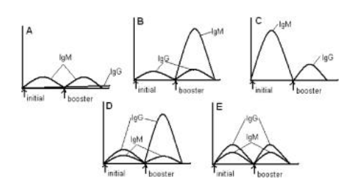 <p><span style="color: rgb(254, 251, 251);">In DiGeorge's Syndrome, the patient is born without a thymus. Such a patient obviously lacks some of his immune system. Which of the following best represents his antibody titer after initial and booster vaccination?</span></p>