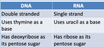 <p>RNA has uracil (U) instead of thymine (T)</p><ul><li><p>A binds with U </p></li><li><p>G binds with C </p></li></ul><p></p>