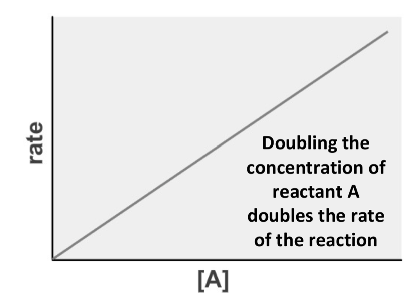 <ul><li><p>the rate of reaction is directly proportional to the concentration of the reactant </p></li><li><p>rate equation : rate a [A]<sup>1</sup></p></li></ul><p></p>