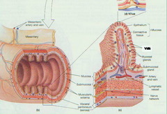 <p>line passageways that communicate with the exterior; Has to do with things passing</p><p>in and out of the body</p>