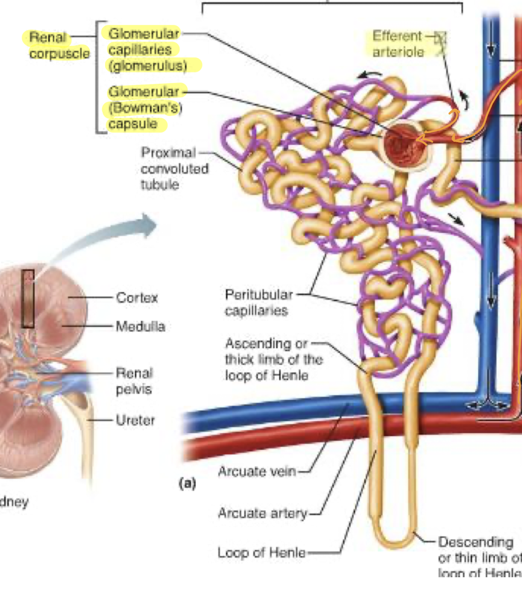 <p>has short loop of Henle and glomerulus further from corticomedullary junction<br>Efferent arteriole supplies peritubular capillaries (just has peri cap)</p>
