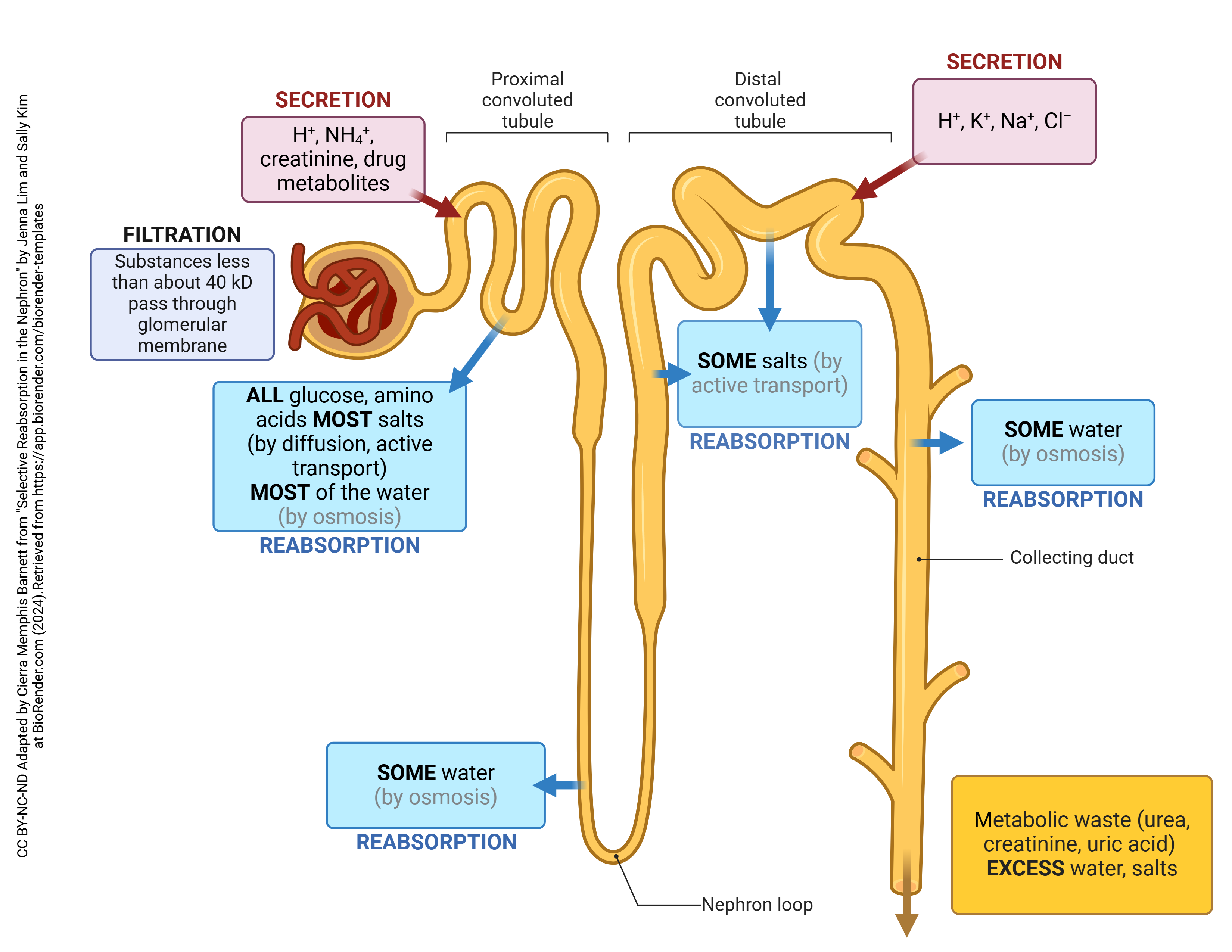 <p>Overview of urine formation (pt 3)</p>