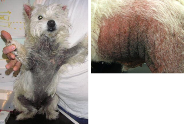 <ul><li><p><strong>secondary lesion</strong></p></li><li><p>thickening of the skin, often with hyperpigmentation</p></li><li><p>accentuated creases</p></li><li><p>associated with chronic inflammation</p></li><li><p>rubbing, scratching, irritation</p></li></ul><p></p>