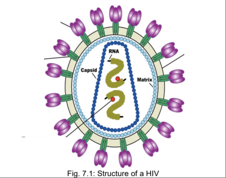 <p>Label HIV </p>