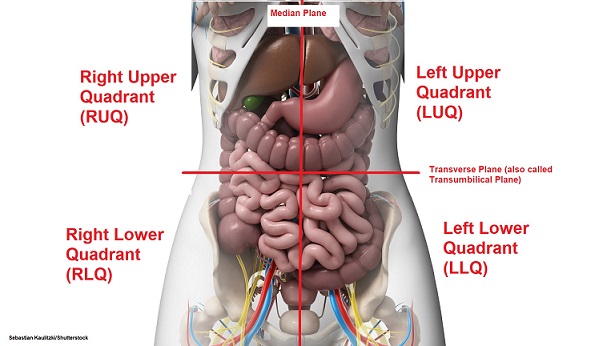 <p>roughly circular areas of body divided into quadrats (ex. abdomen)</p><p>4 quadrants: right upper, right lower, left upper, left lower</p><p>all intersecting at umbilicus</p>