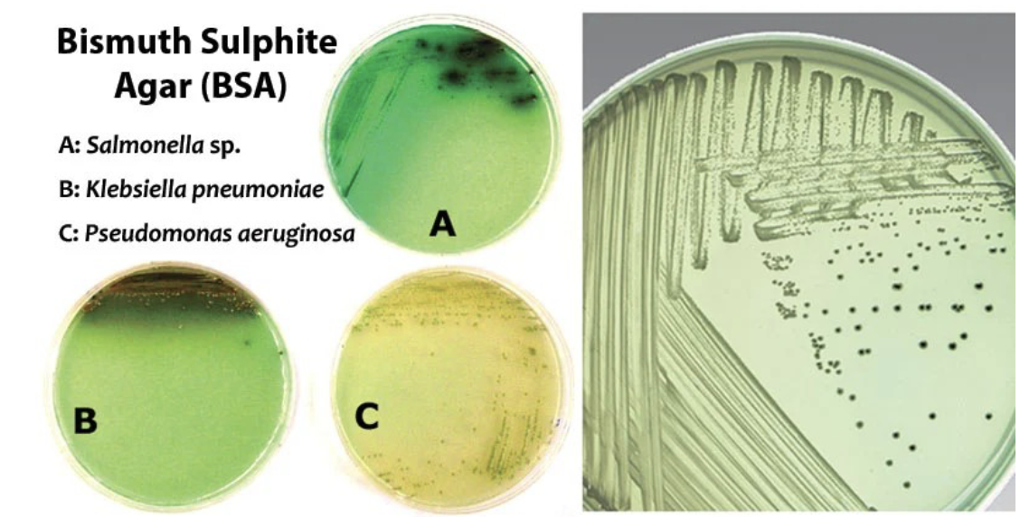 <p>Bismuth Sulphite Agar is used for the selective isolation and differentiation of enteric pathogens, <strong>particularly Salmonella species,</strong> <strong>by <u>inhibiting the growth of Gram-positive bacteria </u>and indicating </strong>H₂S<strong> production through black colony formation.</strong></p><p><strong>→ </strong>Strong inhibition of coliforms and Gram positives</p>