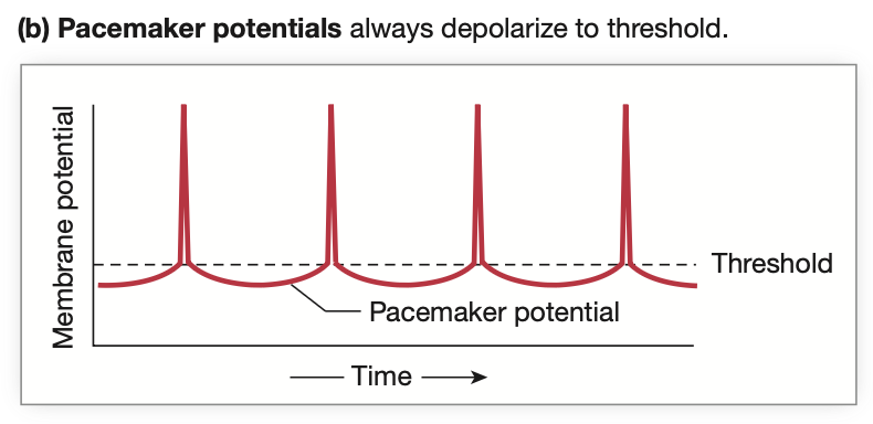 <p>These are also found in <strong>cardiac muscle cells</strong>.</p><p><mark data-color="red" style="background-color: red; color: inherit;">Establishes a </mark><strong><u><mark data-color="red" style="background-color: red; color: inherit;">regular rhythm</mark>.</u></strong></p><p>Action potentials and contractions occur at a regular rhythm.</p><ul><li><p>Used in <strong><u>phasic contractions</u></strong> (e.g GI tract)</p></li></ul><p></p>