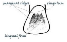 <p>Define the teeth landmark terminology: cingulum</p>