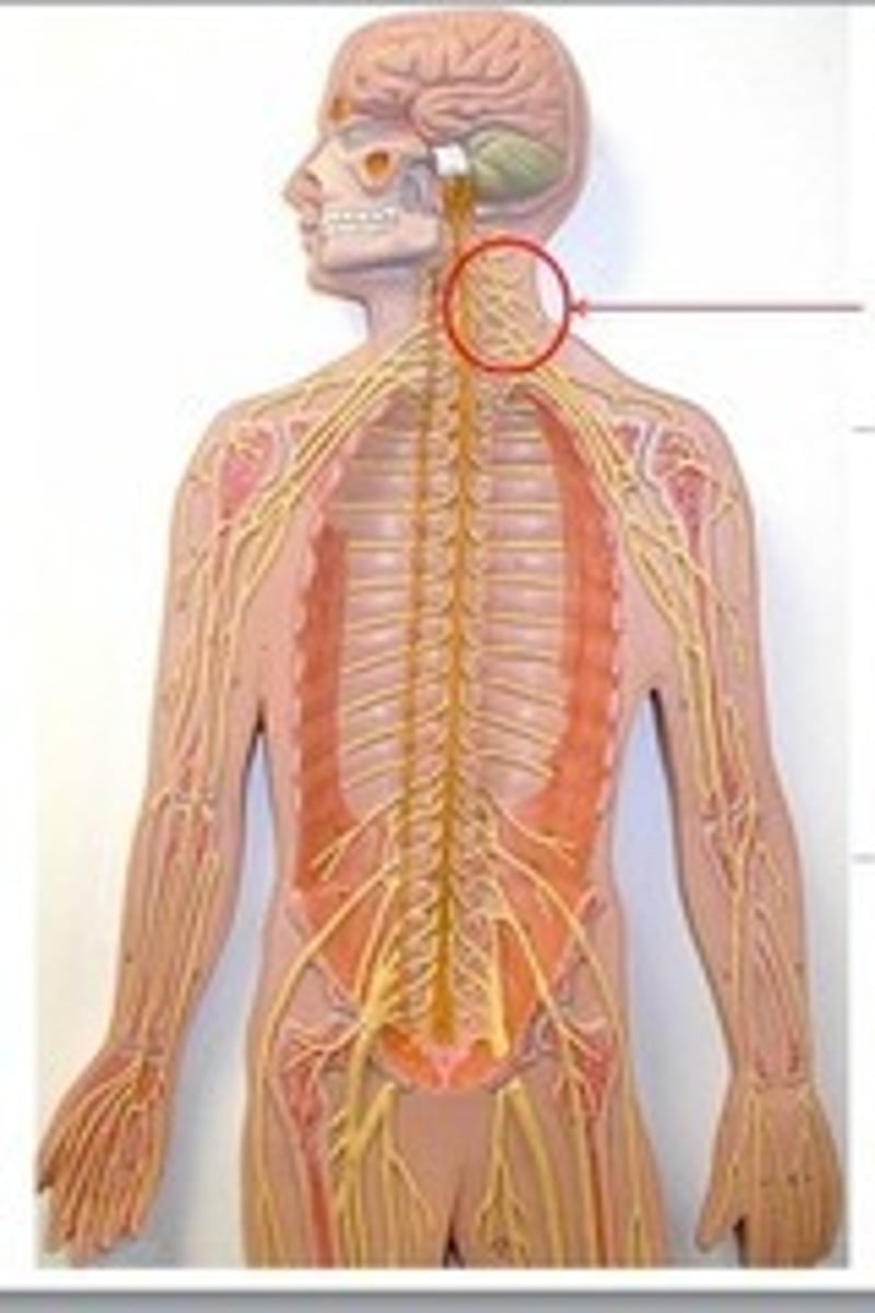 <p>Cervical Plexus</p>