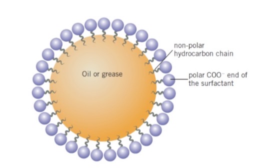 <ul><li><p><span>Unless a surfactant is added, water is extremely ineffective at cleaning non-polar substances such as fats and oils from surfaces</span></p></li><li><p><span>This is because water is immiscible with fats and oils due to the differences in polarity</span></p></li><li><p><span>Adding soap or a detergent to water allows the fats/oils and water to be present in the same phase</span></p></li><li><p><span>Both soaps and detergents work through the formation of micelles</span></p></li><li><p><span>When soaps and detergents are added to water, their non-polar hydrocarbon tails are able to dissolve non-polar oils and grease (due to dispersion forces), while the ionised head is able to dissolve in water (due to ion-dipole forces)</span></p></li><li><p><span>This results in the formation of “micelles”, with a blob of oil/grease surrounded by soap/detergent molecules, orientated with their tails facing inwards and their heads outwards</span></p></li><li><p><span>The formation of micelles is aided by agitation and the use of hot water</span></p></li></ul><p></p>