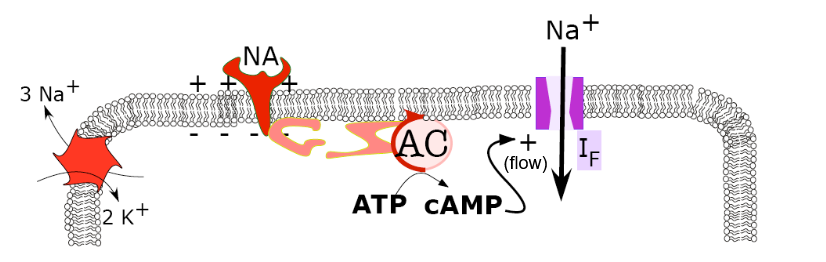 <p>Pacemaker cells when noradrenaline (NA) is involved:</p><ul><li><p>NA binds to the appropriate receptor, speeding up adenylate cyclase (AC) using a stimulatory G-protein.</p></li><li><p>This increases cAMP, which increases the flow of sodium through funny channels (doesn’t open it!!! Funny channels open below -45 mv)</p></li><li><p>This increases the slope of pacemaker potentials, leading to more action potentials over time and a faster heartbeat.</p></li></ul><p></p><p>(Notice: cAMP increases funny channel flow directly, without PKA participation. So it turns out that a PKA inhibitor does not decrease the effectiveness of funny channel regulation of pulse.)</p><p></p>