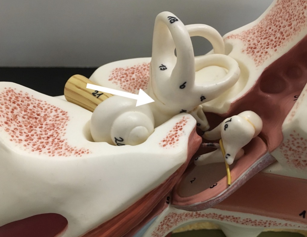 <p><span>name the specific structure at the end of the arrow's point</span></p>