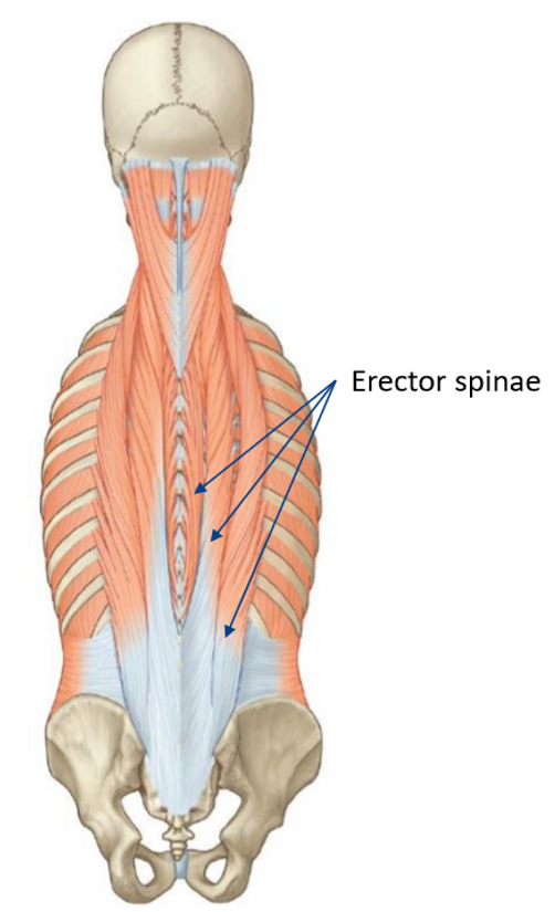 <ul><li><p>Erector spinae → movement primarily in the sagittal plane</p><ul><li><p>Concentrically extend the trunk</p></li><li><p>Eccentrically flex the trunk</p></li><li><p>Commonly implicated w/ postural issues when they become tired & fatigued from constantly being worked</p></li></ul></li></ul><p></p>