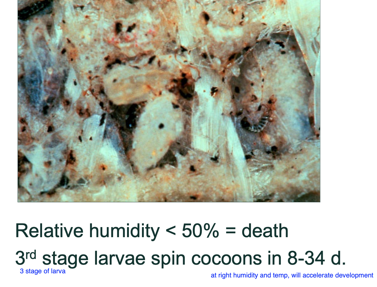 <p>they do not consume blood.</p><p>relative humidity <50%.</p>