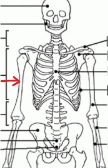<p>the upper arm bone </p>
