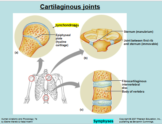<p>Cartilaginous Joints </p>